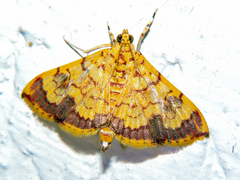 Portentomorpha xanthialis
