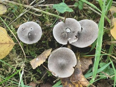 Cortinarius hemitrichus