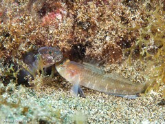Vanneaugobius canariensis