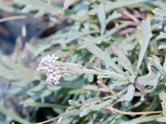 Chaenactis thompsonii