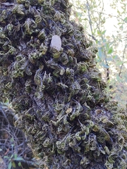 Dendroalsia abietina