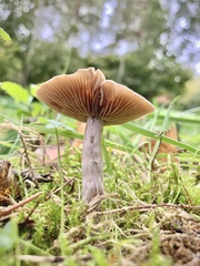 Cortinarius hemitrichus