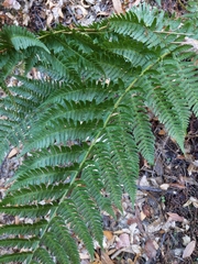 Dryopteris arguta