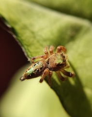 Paraphidippus