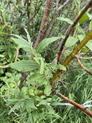 Salix ligulifolia