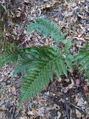 Dryopteris arguta