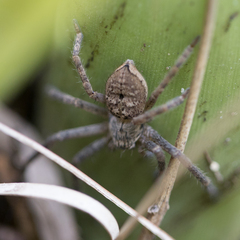 Polybetes rapidus