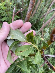 Salix ligulifolia