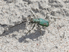 Cicindela purpurea