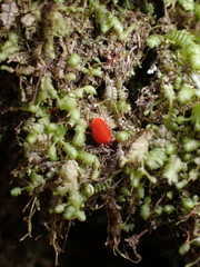 Trombidiformes