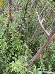Salix ligulifolia