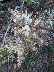 Pteridium aquilinum latiusculum