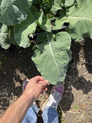 Brassica oleracea italica