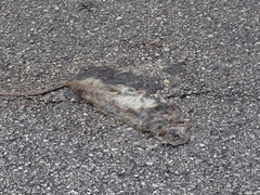 Rattus norvegicus