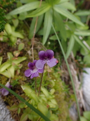 Pinguicula
