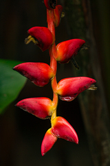 Heliconia pogonantha