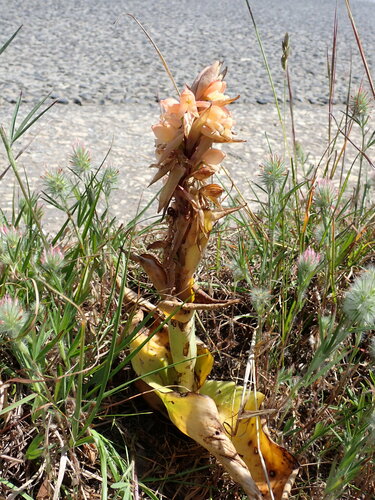 Image of Satyrium carneum by (c) Ren Hoekstra, some rights reserved (CC BY)