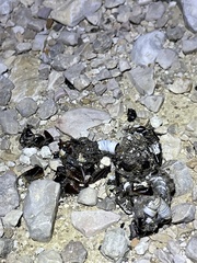Spilogale gracilis