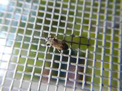 Peritrechus geniculatus