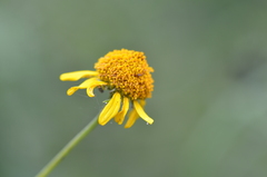 Sidneya tenuifolia