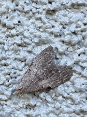 Nola pleurosema