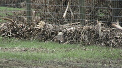 Caracara plancus cheriway