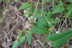 Fallopia convolvulus