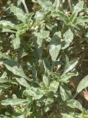 Amaranthus polygonoides