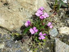 Dianthus glacialis