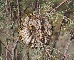 Polistes mongolicus