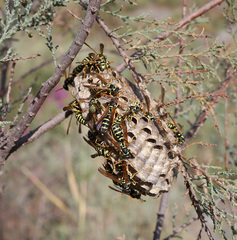 Polistes mongolicus