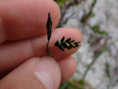 Carex pluriflora