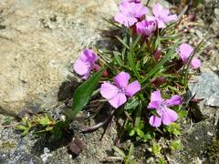 Dianthus glacialis