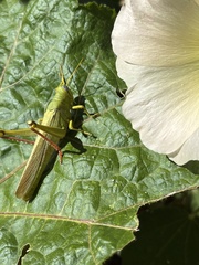 Schistocerca shoshone