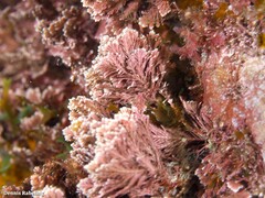 Corallina ferreyrae