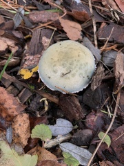 Stropharia