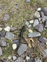 Ambystoma tigrinum