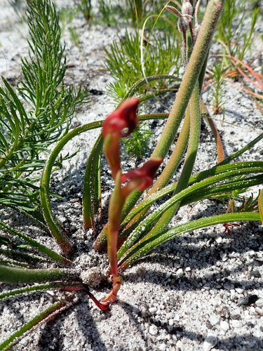 Image of Ridge Disa (Disa bolusiana) by (c) Ren Hoekstra, some rights reserved (CC BY)