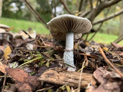Stropharia