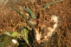 Campylorhynchus gularis