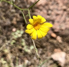 Thelesperma simplicifolium