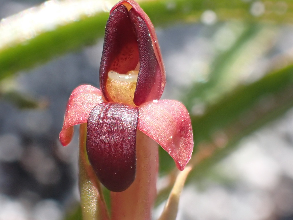 Disa bolusiana