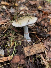 Stropharia