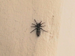 Latonigena