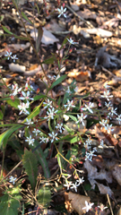 Micranthes petiolaris