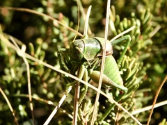 Anabrus simplex