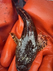 Myoxocephalus polyacanthocephalus
