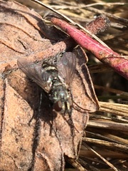 Microphthalma disjuncta