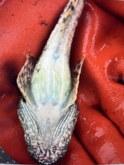 Myoxocephalus polyacanthocephalus
