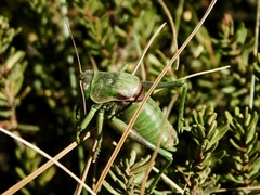 Anabrus simplex